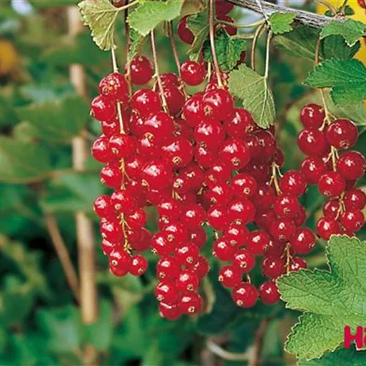 Ribes rubrum 'Rolan' CAC Ribes rubrum 'Rolan' CAC