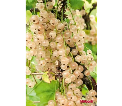Ribes sativum 'Weiße Versailler' CAC Ribes sativum 'Weiße Versailler' CAC
