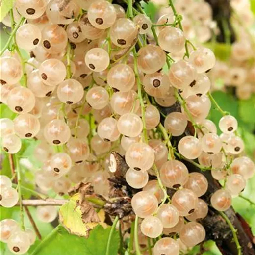 Ribes sativum 'Weiße Versailler' CAC
