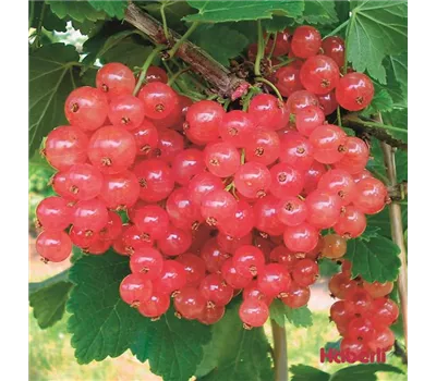 Ribes rubrum "Rosalinn" Ribes rubrum "Rosalinn"