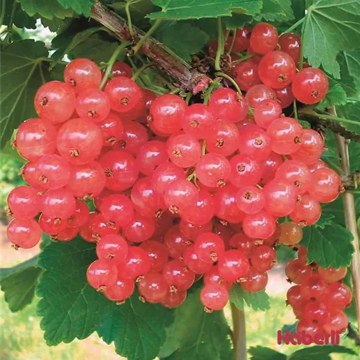 Ribes rubrum "Rosalinn"