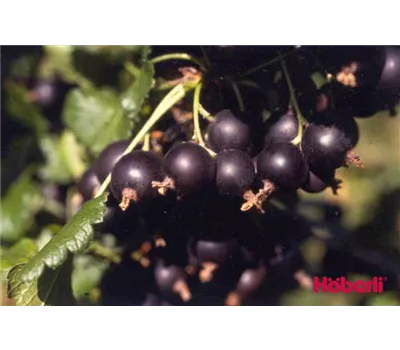 Ribes Jostabeere 'Dr.B.Jostine' -S- CAC Ribes Jostabeere 'Dr.B.Jostine' -S- CAC