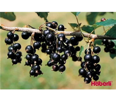 Ribes nigrum 'Dr.Bauers Ometa' -S- CAC Ribes nigrum 'Dr.Bauers Ometa' -S- CAC