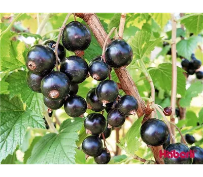 Ribes nigrum "Big Ben" Ribes nigrum "Big Ben"