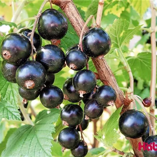 Ribes nigrum "Big Ben"