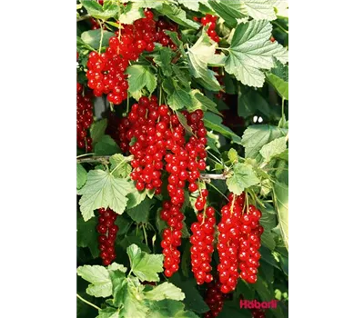 Ribes rubrum 'Detvan' CAC