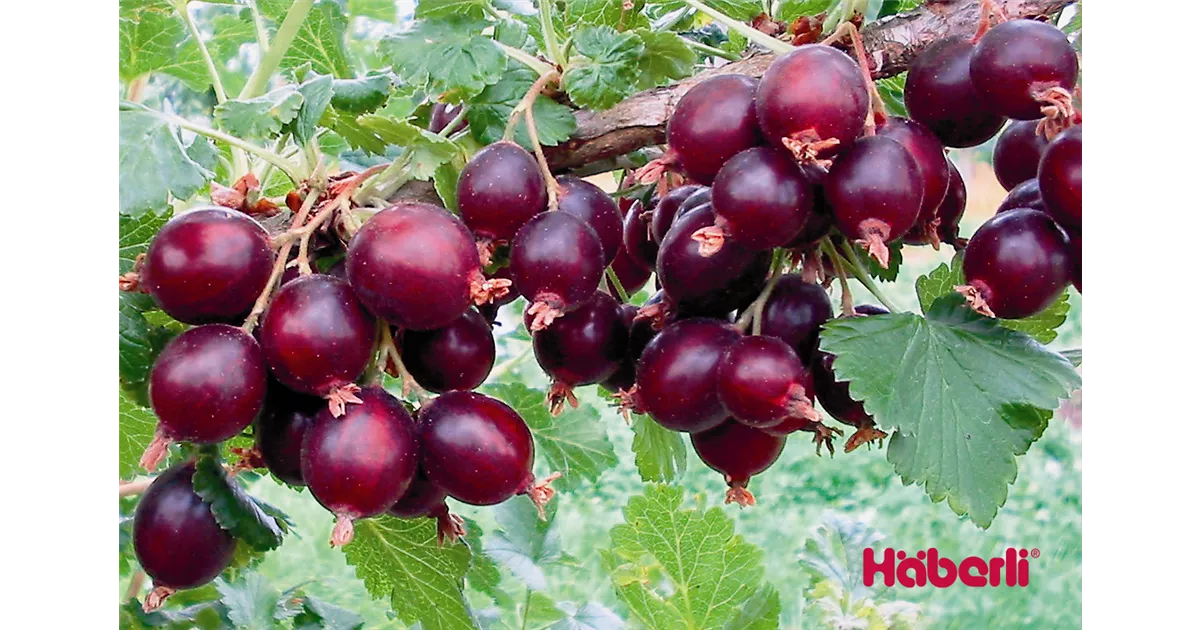 welchen dünger braucht ein olivenbaum FARBIO® Oliven Dünger main image 1