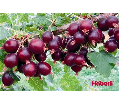 Ribes Jostabeere "Dr. Bauers Jonova" Ribes Jostabeere "Dr. Bauers Jonova"