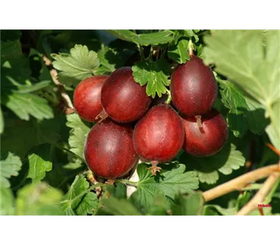 Ribes uva-crispa 'Redeva' -S- CAC