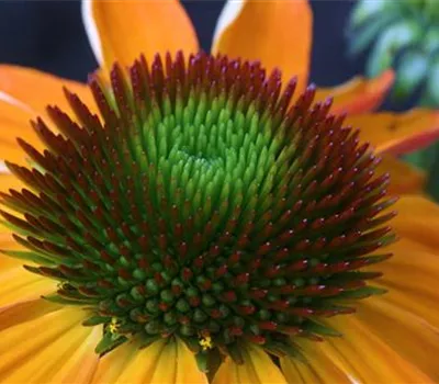 Purpursonnenhut - Einpflanzen im Garten