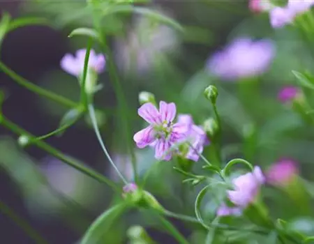 Sommer Schleierkraut - Einpflanzen im Garten