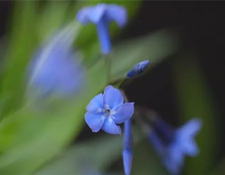 Texas Blaustern - Einpflanzen im Garten
