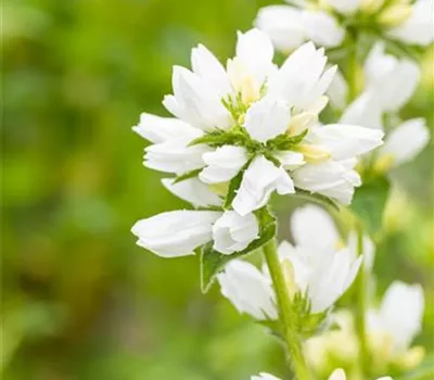 Campanula glomerata 'Alba'