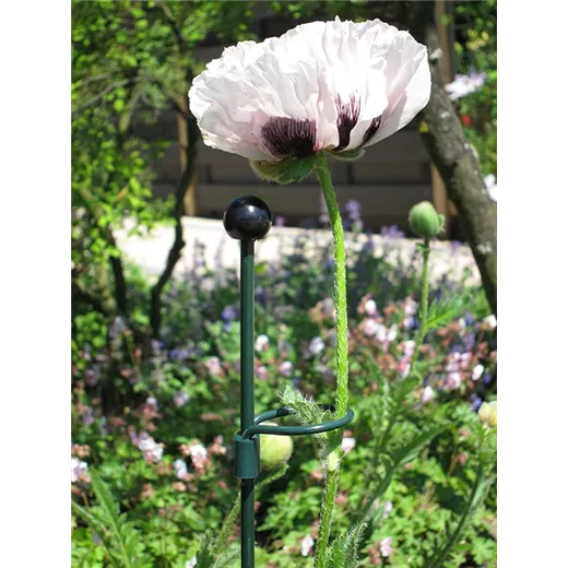 Peacock Bodenstab, Standard