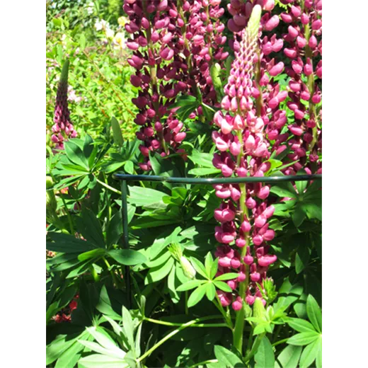 Peacock Strauchstütze Wellenform, grün
