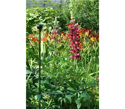 Peacock Stützring, kreisförmig