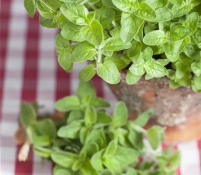 Origanum vulgare ssp.hirtum