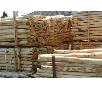 Edelkastanie Zaun- Pfahl