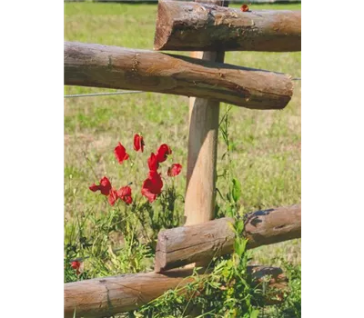 Edelkastanie Querrriegel