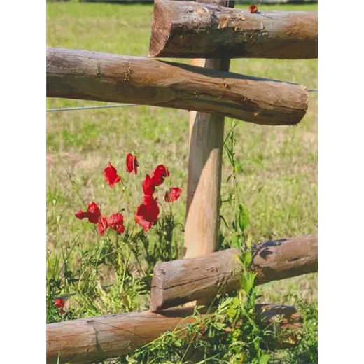 Edelkastanie Querrriegel Edelkastanie Querrriegel