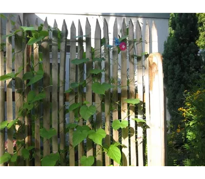 Edelkastanie Sichtschutz von der Rolle Edelkastanie Sichtschutz von der Rolle