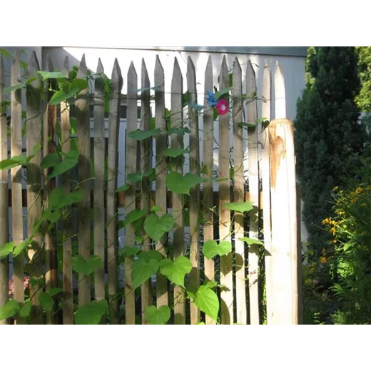 Edelkastanie Sichtschutz von der Rolle Edelkastanie Sichtschutz von der Rolle