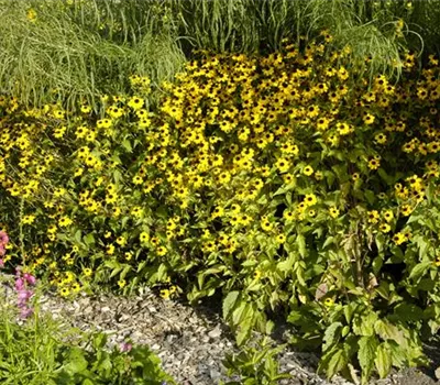 Rudbeckia triloba