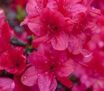 Rhododendron obt.'Sabina'