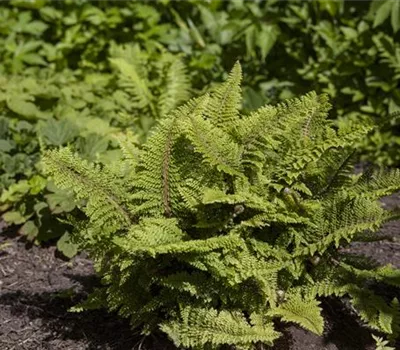 Polystichum setiferum 'Plumosum Densum'