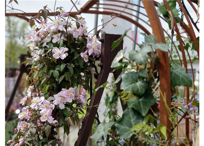 Clematis montana 'Rubens'