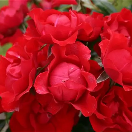 Rosa 'Black Forest Rose' "Huatröserl"