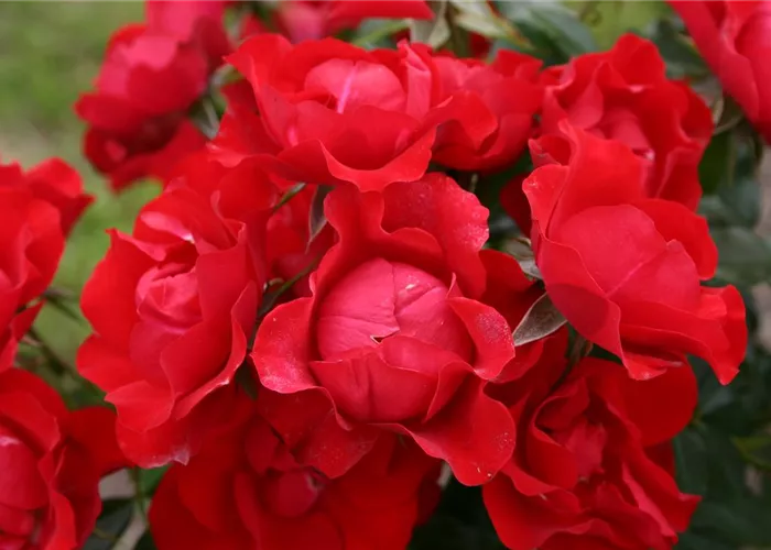 Rosa 'Black Forest Rose' "Huatröserl"