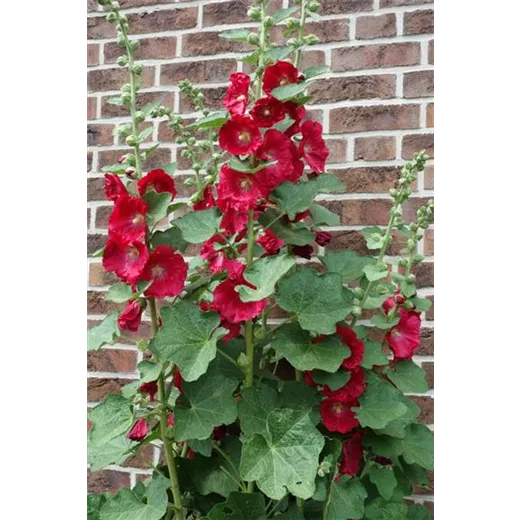 Alcea rosea Spotlight-Series 'Mars Magic'