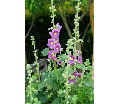 Alcea rosea Spotlight-Series 'Radiant Rose'