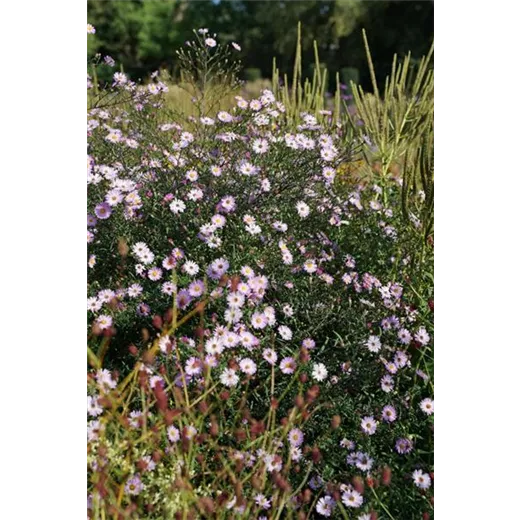 Aster lateriflorus horiz.'Lady in Black'