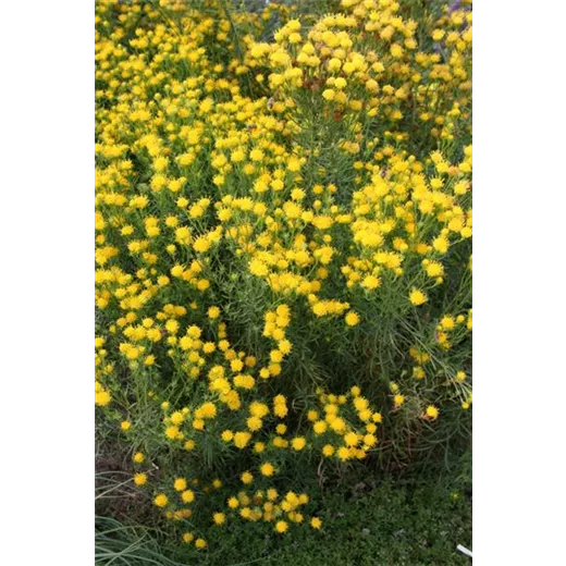Aster linosyris