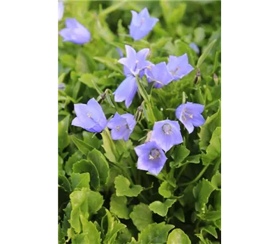Campanula cochleariifolia 'Blue Baby'