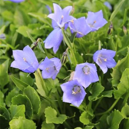 Campanula cochleariifolia 'Blue Baby'