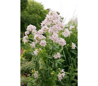 Campanula lactiflora 'Loddon Anne'
