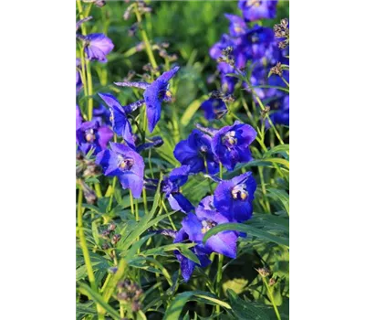 Delphinium x bellad.'Atlantis'