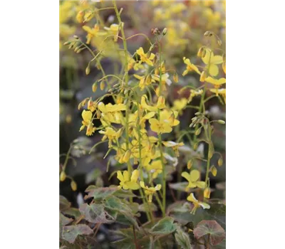 Epimedium x perralchicum 'Frohnleiten'