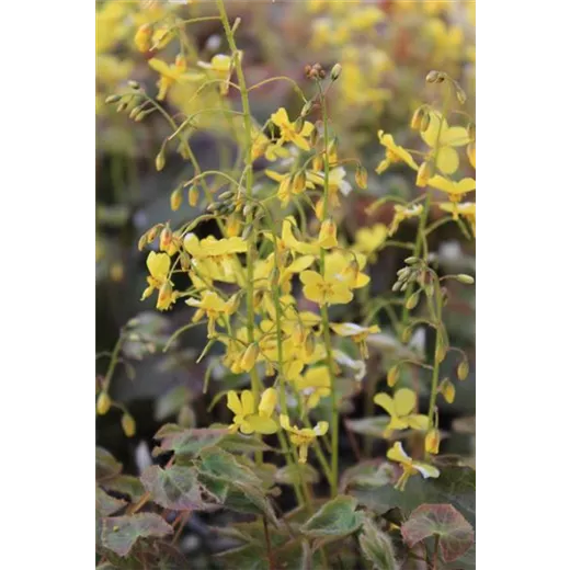 Epimedium x perralchicum 'Frohnleiten'