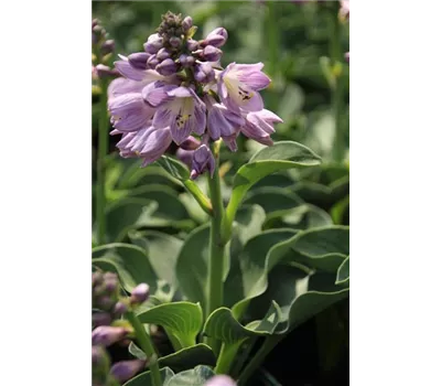 Hosta tokudama 'Blue Mouse Ears'
