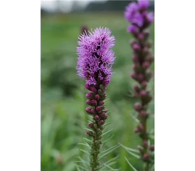 Liatris spicata 'Floristan Violett'