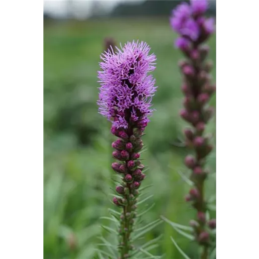 Liatris spicata 'Floristan Violett'