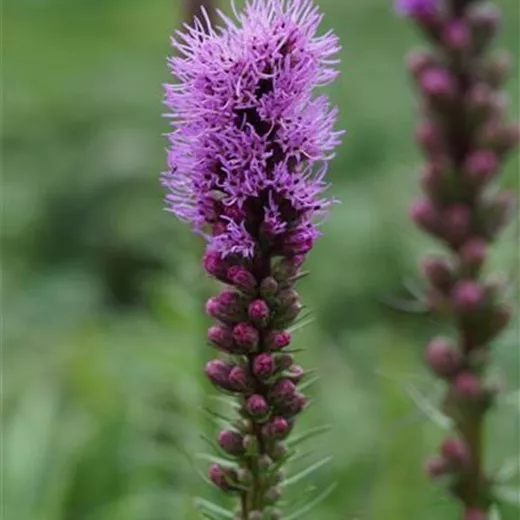 Liatris spicata 'Floristan Violett'