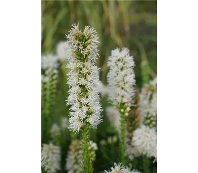 Liatris spicata 'Floristan Weiß'