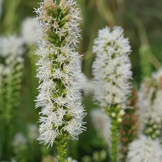 Liatris spicata 'Floristan Weiß'