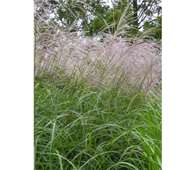 Miscanthus sinensis 'Silberfeder' Miscanthus sinensis 'Silberfeder'