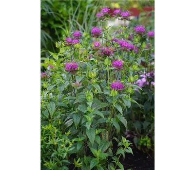 Monarda fistulosa 'Huckleberry'